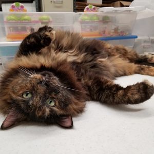 Meet your Posher, Kiara